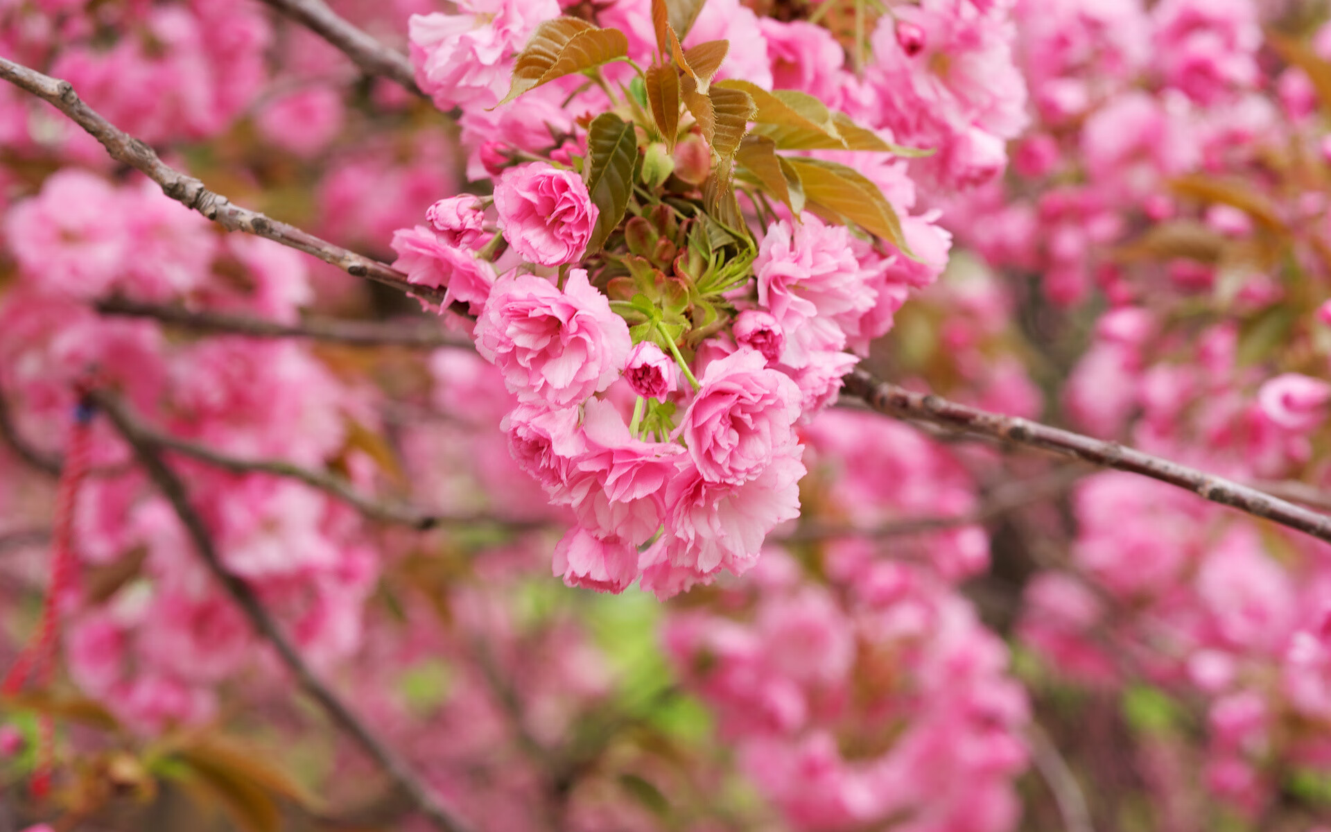 世界举重康复培训班：物理与功能训练并重获好评，举重课程